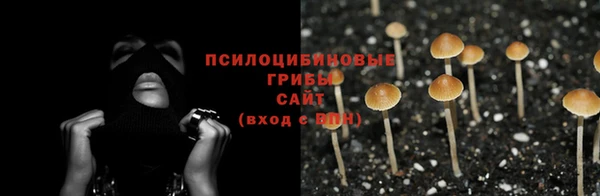 PSILOCYBIN Карталы